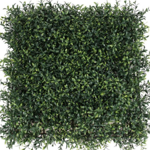 Grass
