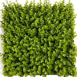 Grass